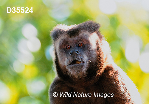 Black-horned Capuchin (Sapajus nigritus)